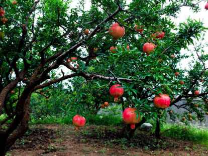 Immagine Giancristofaro